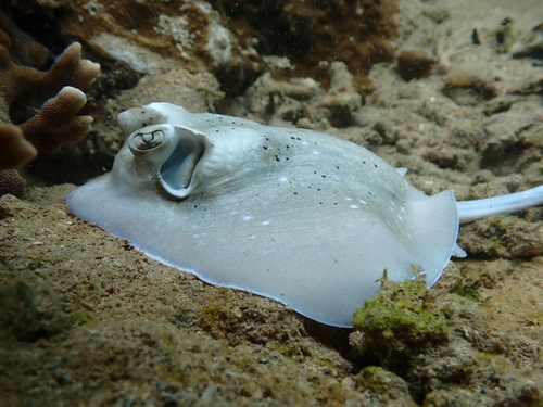 Coral Sea Maskray, photo 10 of 10