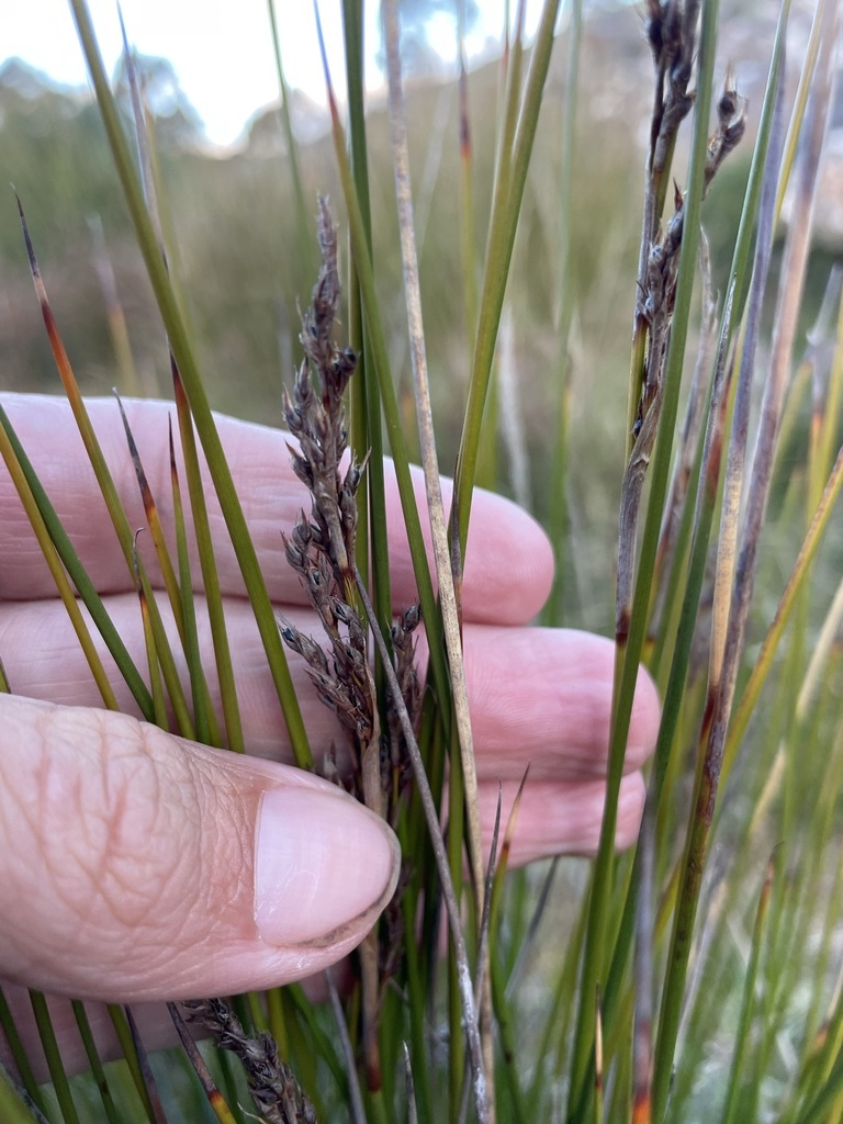 Machaerina gunnii