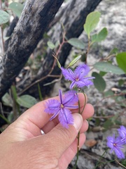 Thysanotus racemoides