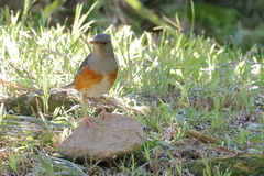 Turdus hortulorum