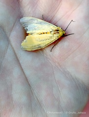 Pareuchaetes insulata