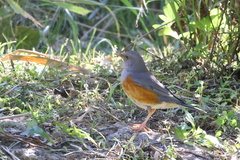 Turdus hortulorum