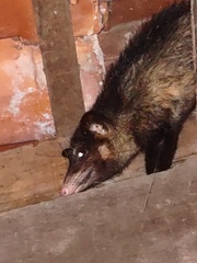 Didelphis aurita