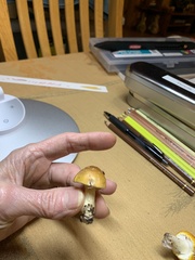 Amanita persicina