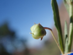 Pombalia verticillata
