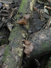 Auricularia cornea