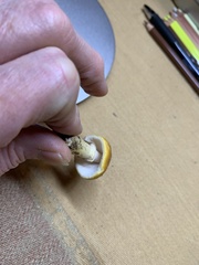 Amanita persicina