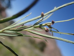 Pombalia verticillata