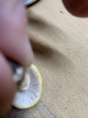 Amanita persicina