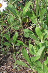 Erigeron garrettii