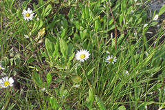 Erigeron garrettii