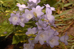 Campanula rotundifolia