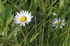 Erigeron garrettii