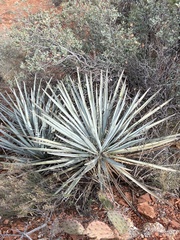 Yucca baccata