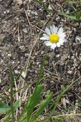 Erigeron garrettii