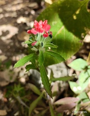 Castilleja arvensis
