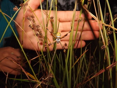 Argiope argentata