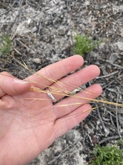 Austrostipa macalpinei