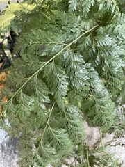 Davallia fejeensis