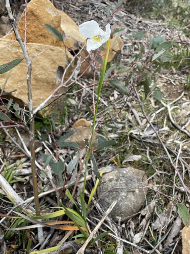 Image of Diplarrena latifolia by (c) Matt Berger, some rights reserved (CC BY)