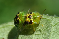 Cassida diomma