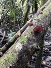 Auricularia cornea