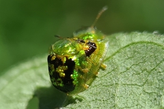 Cassida diomma