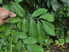 Dysoxylum arborescens