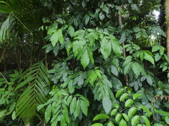 Dysoxylum arborescens