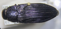 Buprestis lyrata