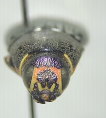Buprestis lyrata