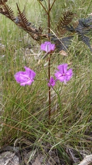 Thysanotus