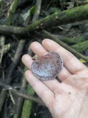 Auricularia cornea