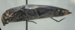 Buprestis lyrata