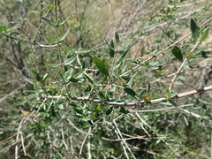 Aloysia