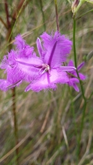Thysanotus