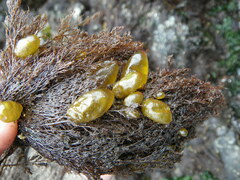 Halosaccion glandiforme