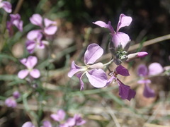 Hesperidanthus linearifolius