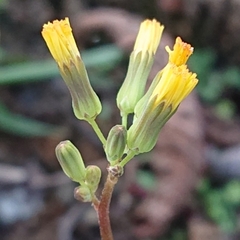 Youngia japonica