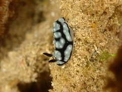 Phyllidiella pustulosa
