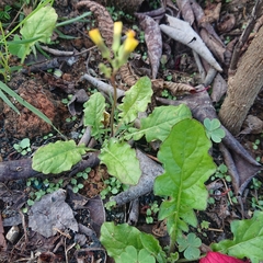 Youngia japonica