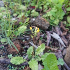 Youngia japonica