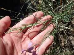 Hesperidanthus linearifolius