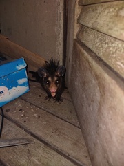 Didelphis aurita