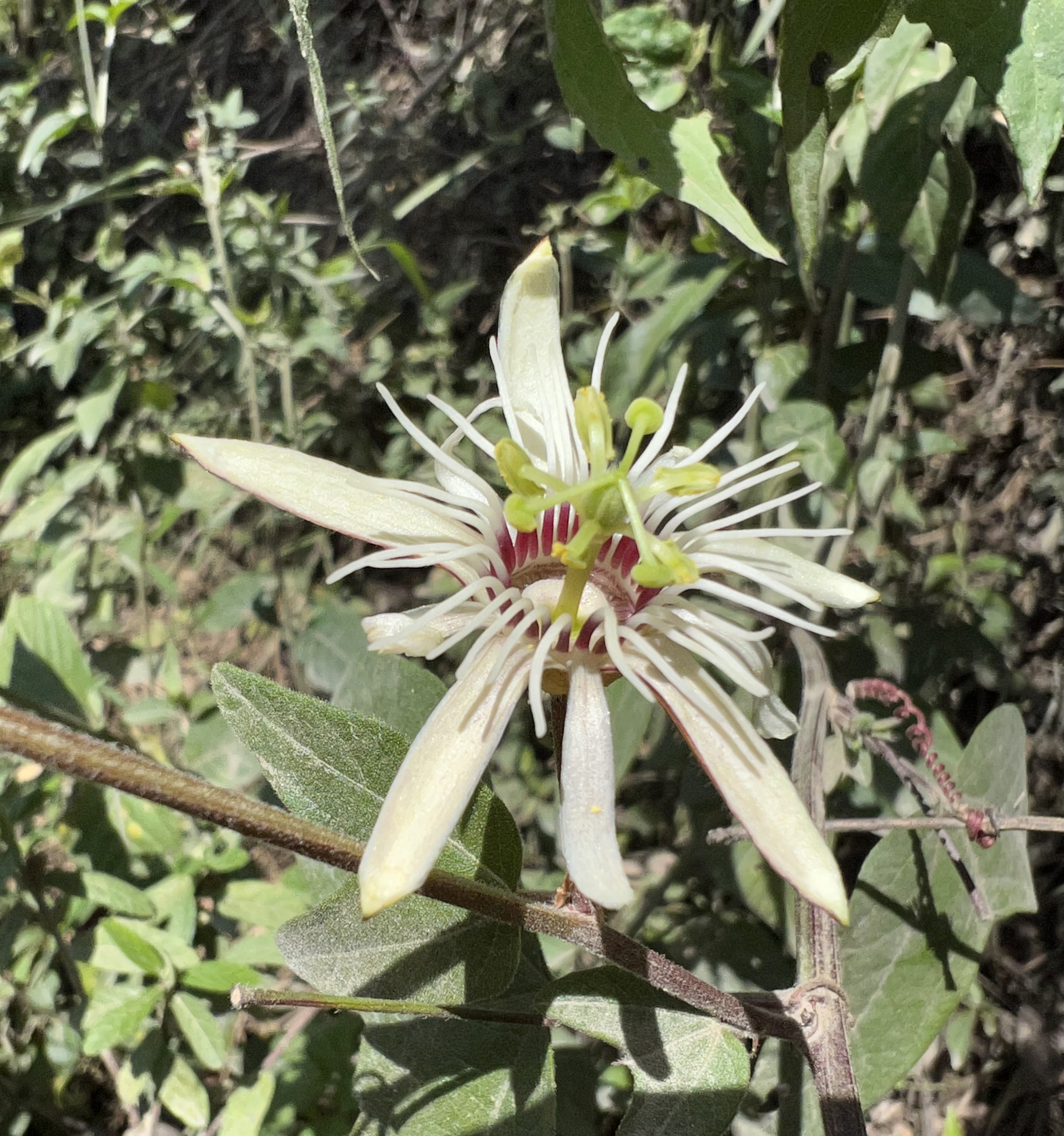 Passiflora cisnana image