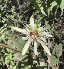 Passiflora cisnana