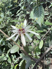 Passiflora cisnana