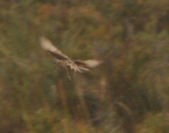 Cincloramphus cruralis