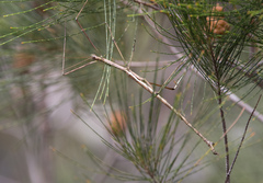 Anchiale austrotessulata