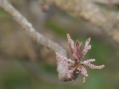 Terminalia bellirica